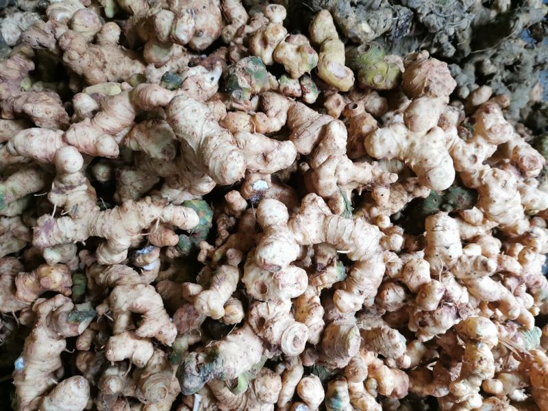 野生鲜黄精，姜形甜黄精，货真价实，份量十足