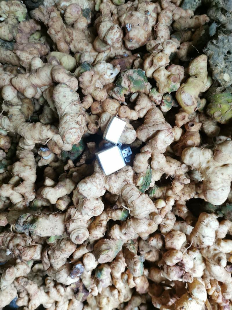 野生鲜黄精，姜形甜黄精，货真价实，份量十足