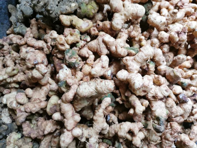 野生鲜黄精，姜形甜黄精，货真价实，份量十足