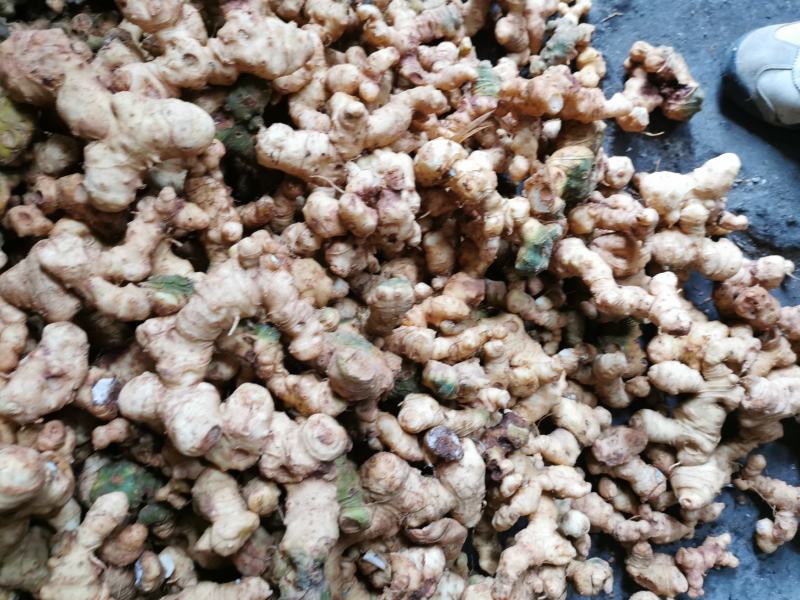 野生鲜黄精，姜形甜黄精，货真价实，份量十足