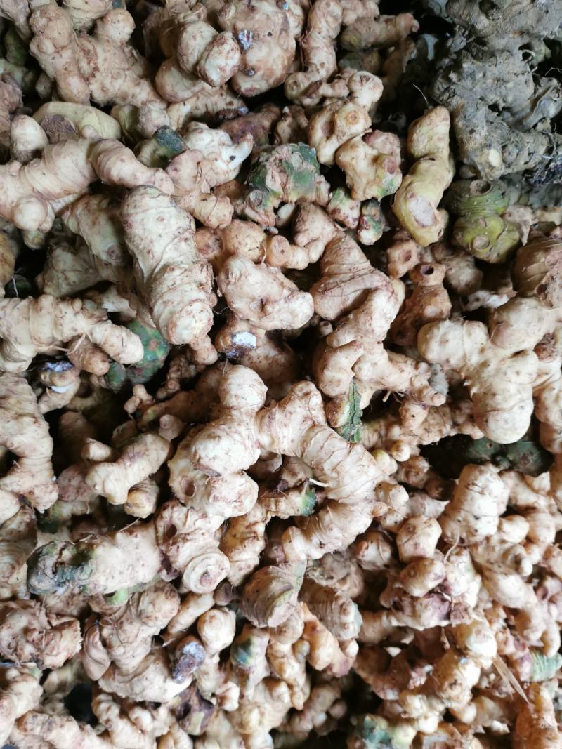 野生鲜黄精，姜形甜黄精，货真价实，份量十足