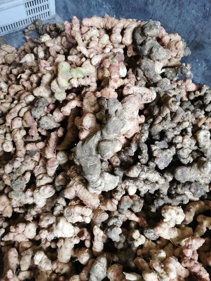 野生鲜黄精，姜形甜黄精，货真价实，份量十足