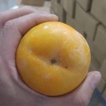 广西恭城柿子5斤12.5元，月柿