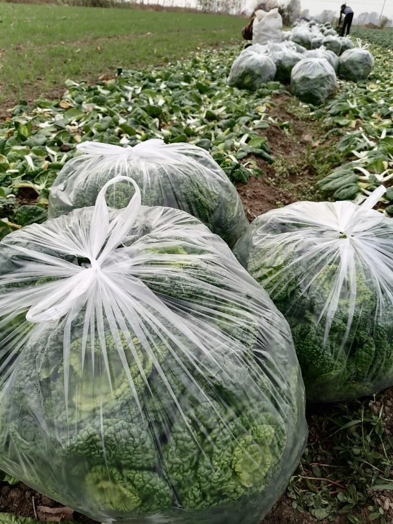 小棵，矮帮黄心菜大量上市，个个黄心