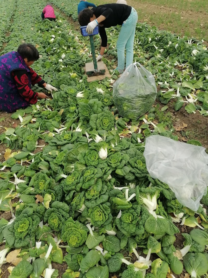 小棵，矮帮黄心菜大量上市，个个黄心