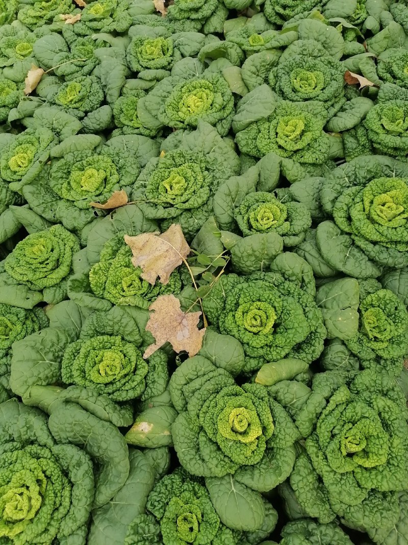 小棵，矮帮黄心菜大量上市，个个黄心