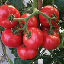 日本品种高端番茄！！