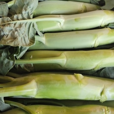 菜心芥兰白菜青菜等优质的产品，供货渠道超市学校食堂等等…