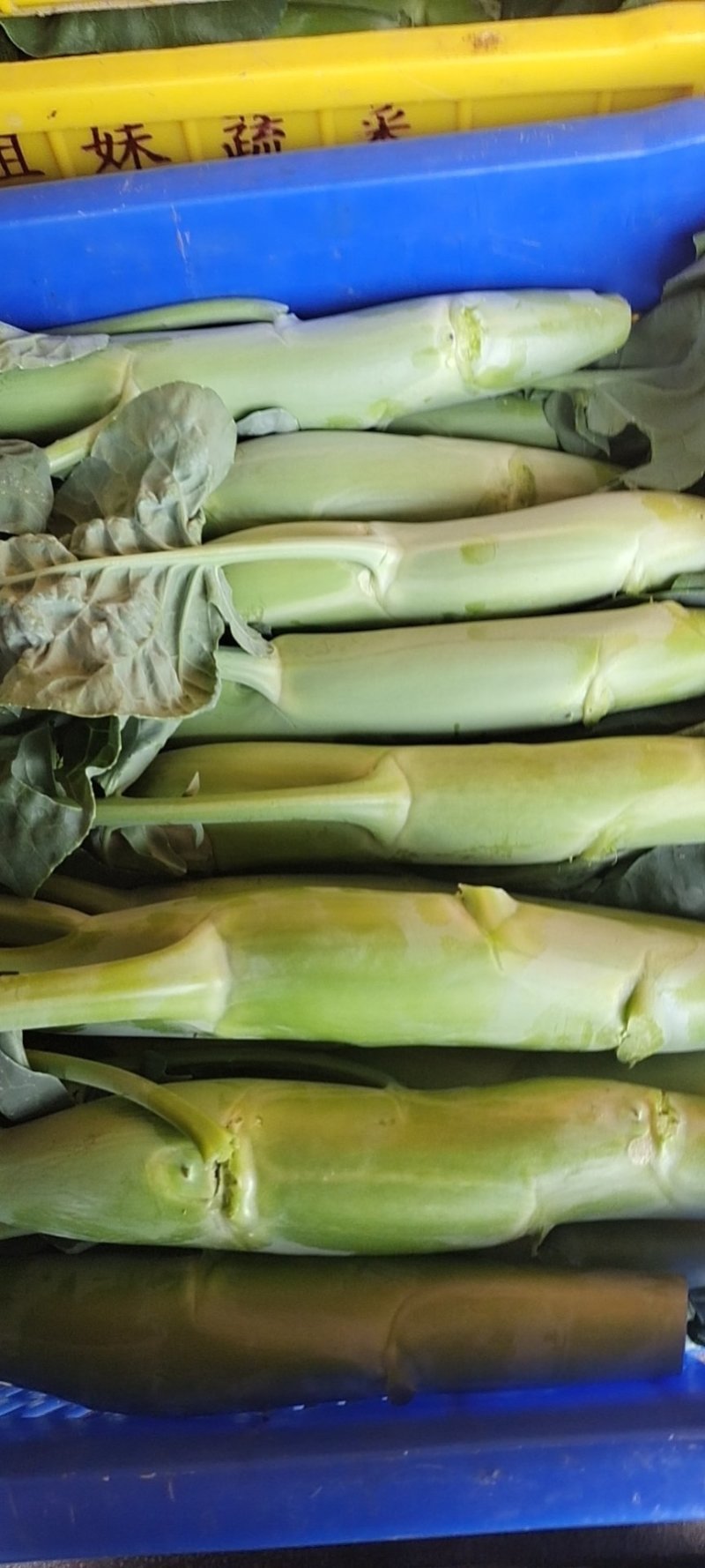 菜心芥兰白菜青菜等优质的产品，供货渠道超市学校食堂等等…