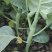 菜心芥兰白菜青菜等优质的产品，供货渠道超市学校食堂等等…