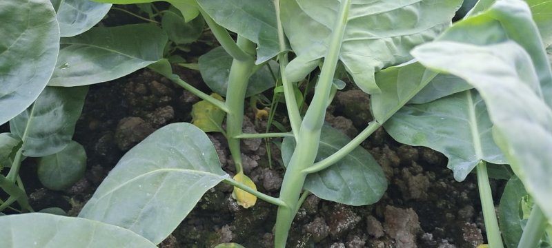 菜心芥兰白菜青菜等优质的产品，供货渠道超市学校食堂等等…