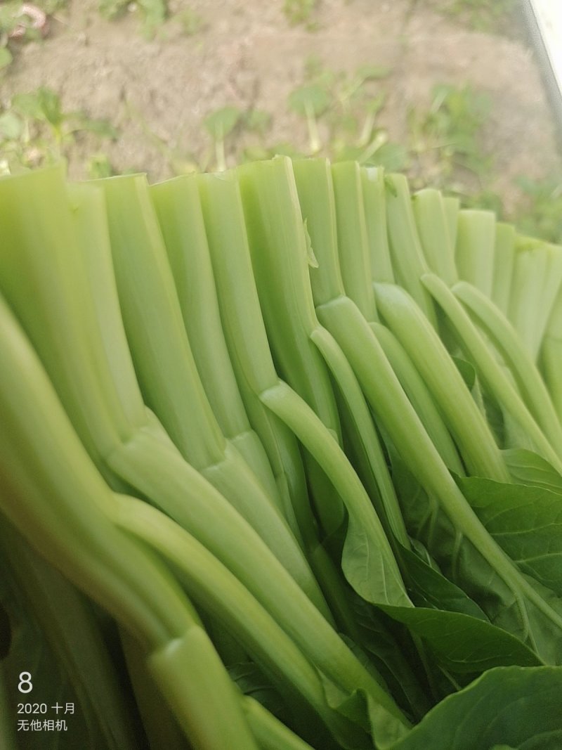 菜心芥兰白菜青菜等优质的产品，供货渠道超市学校食堂等等…