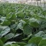 菜心芥兰白菜青菜等优质的产品，供货渠道超市学校食堂等等…