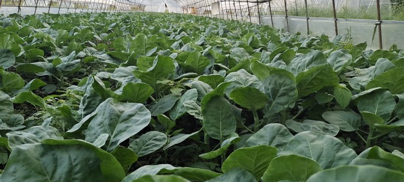 菜心芥兰白菜青菜等优质的产品，供货渠道超市学校食堂等等…