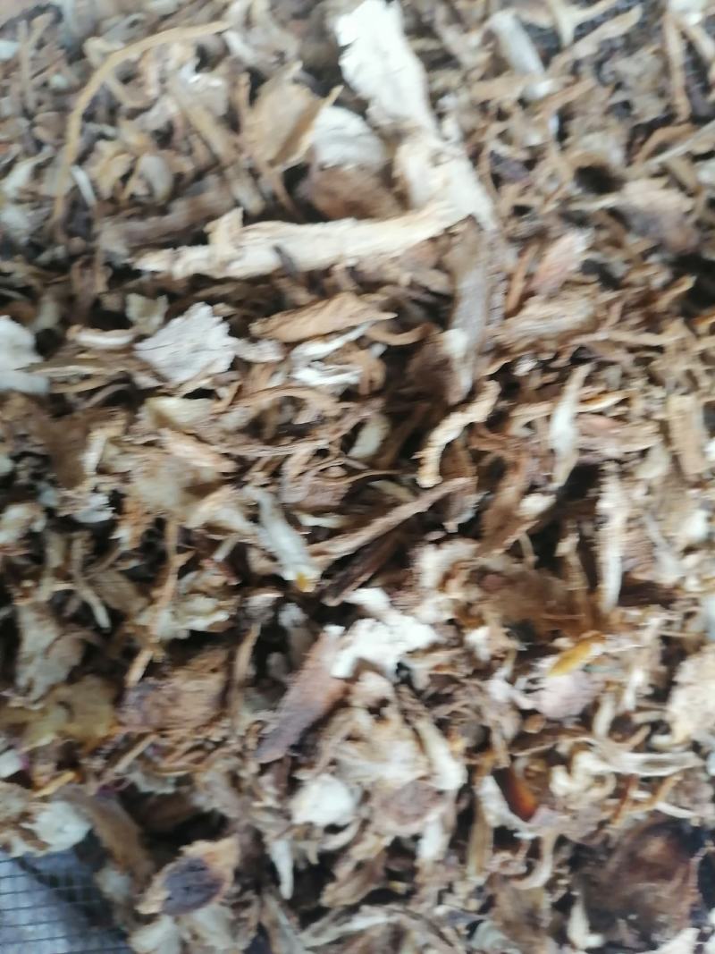 广西当归当归片，干货，当归头切片切片当归头片专业批发，