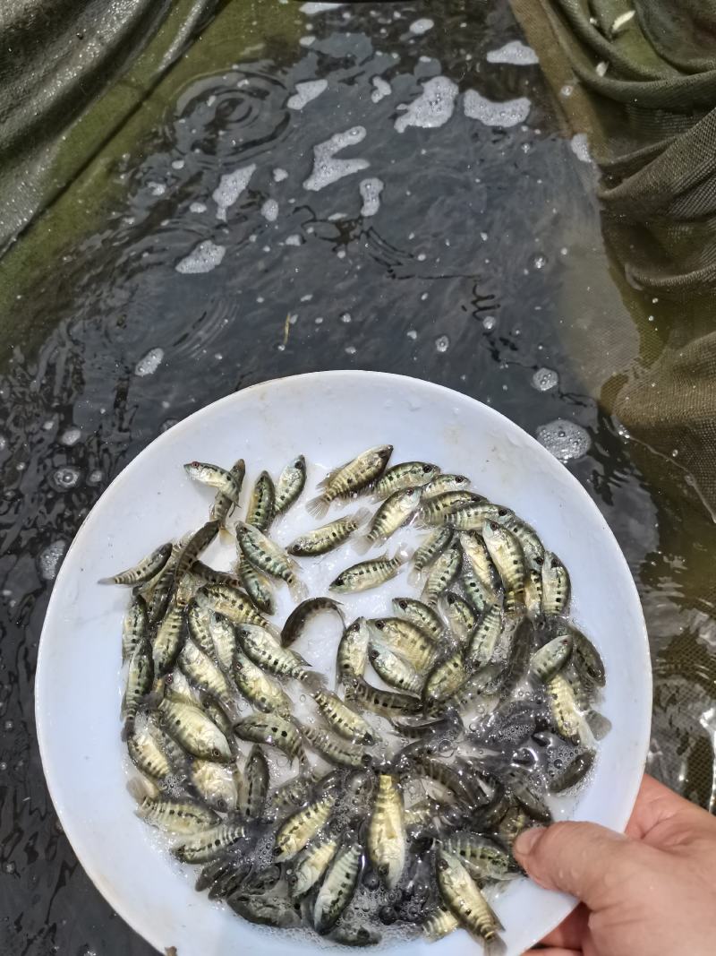 淡水石斑鱼苗老虎斑鱼苗石斑鱼苗技术指导养殖全国包销