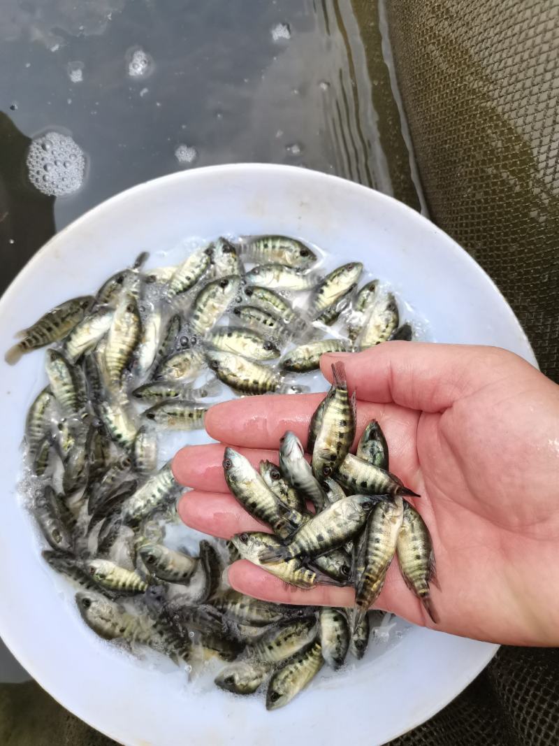 淡水石斑鱼苗老虎斑鱼苗石斑鱼苗技术指导养殖全国包销