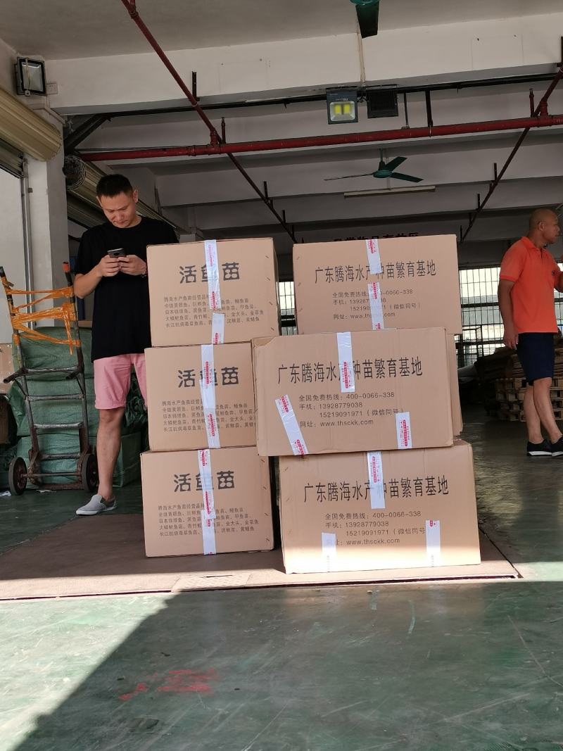 淡水石斑鱼苗老虎斑鱼苗石斑鱼苗技术指导养殖全国包销