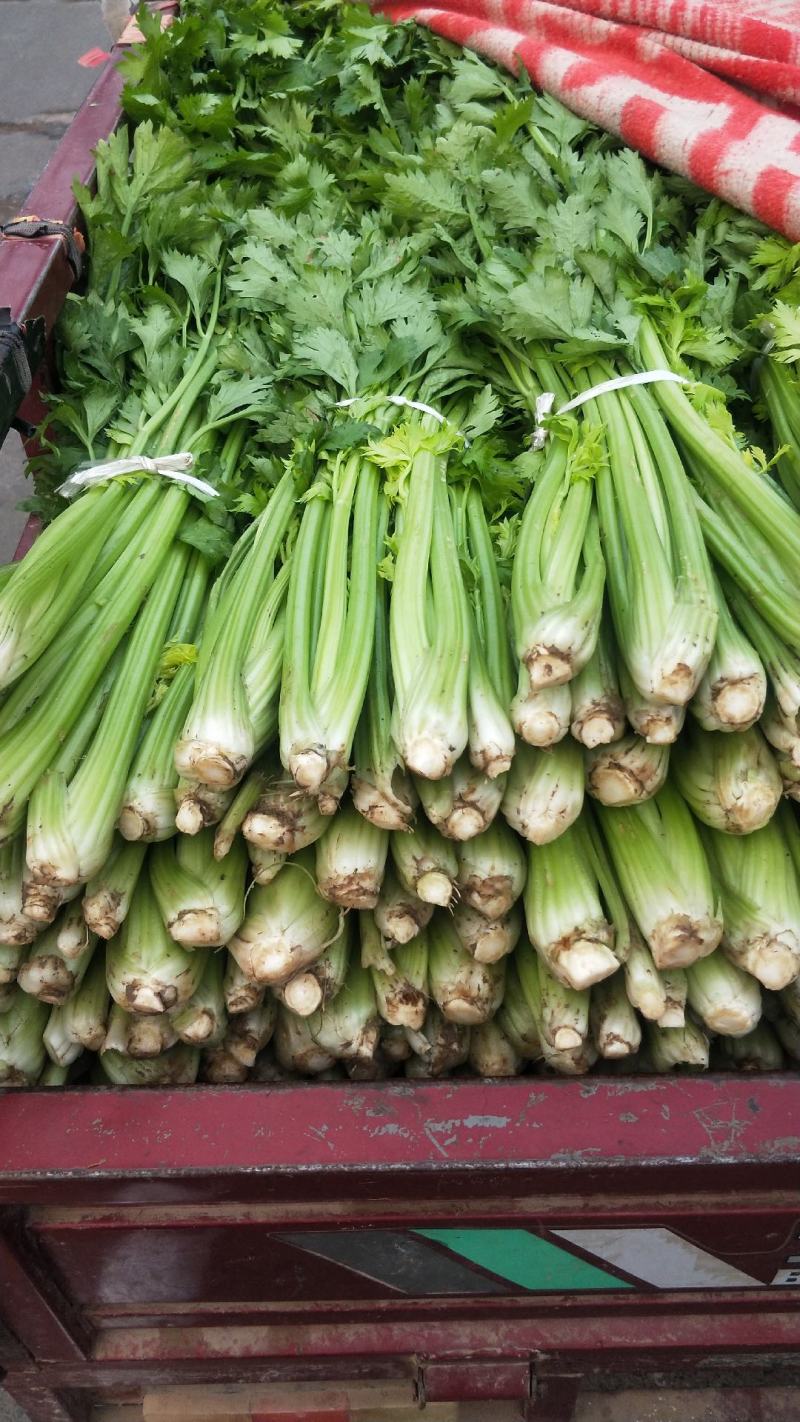 芹菜，精品西芹，原产地供应，基地直发全国叶子绿，没有黄斑