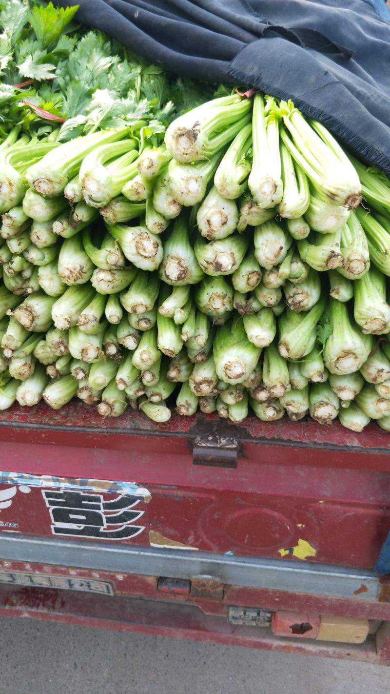 芹菜，精品西芹，原产地供应，基地直发全国叶子绿，没有黄斑