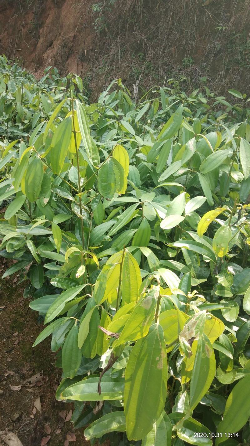 两年肉桂苗产地直供，一手货源，广西肉桂苗