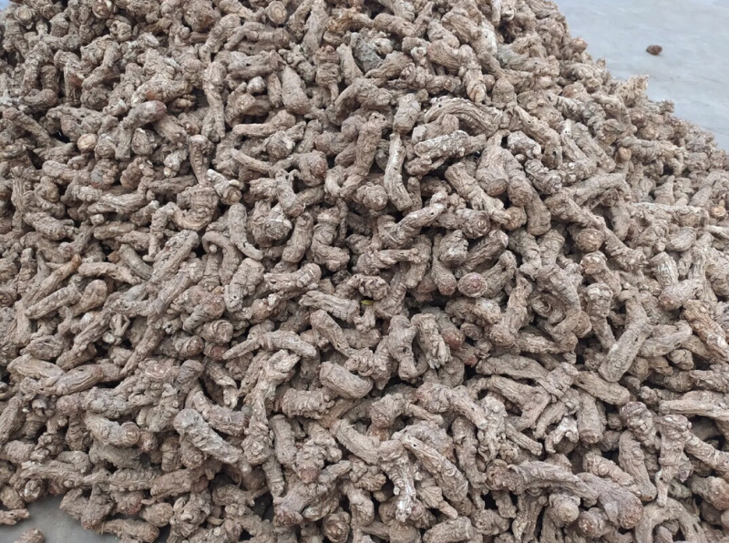 当归头岷县正宗当归头修剪大当归头质量保证