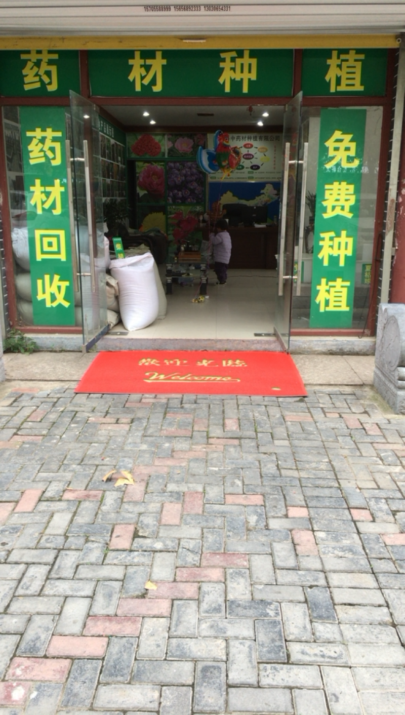 优质精品改良玄参芽、品质保证，货源充足，欢迎咨询