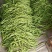 无丝豆芸豆白不老芸豆精品货源充足大量上市大量供货