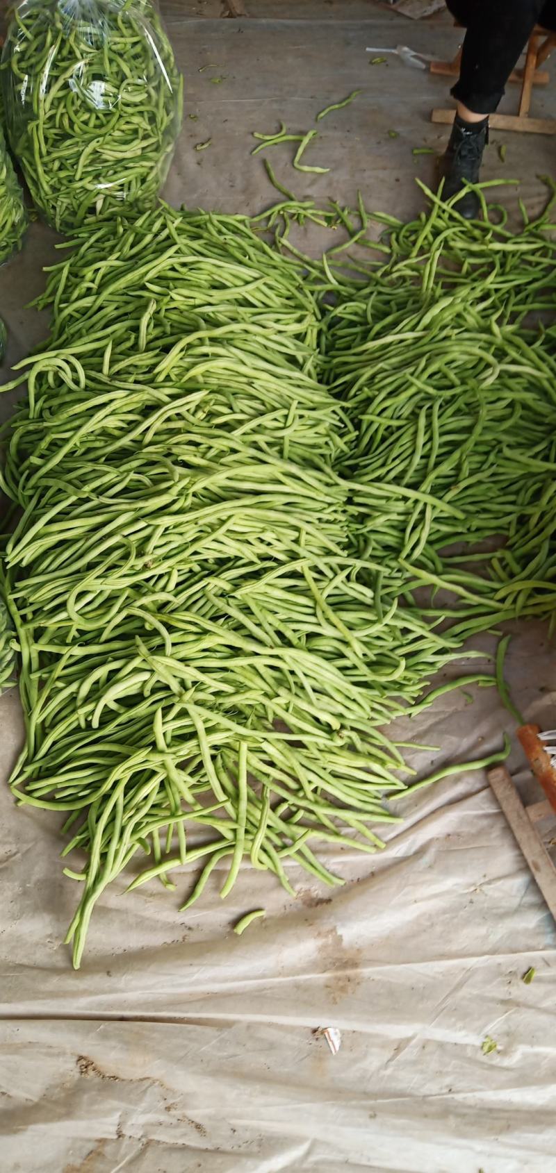 无丝豆芸豆白不老芸豆精品货源充足大量上市大量供货