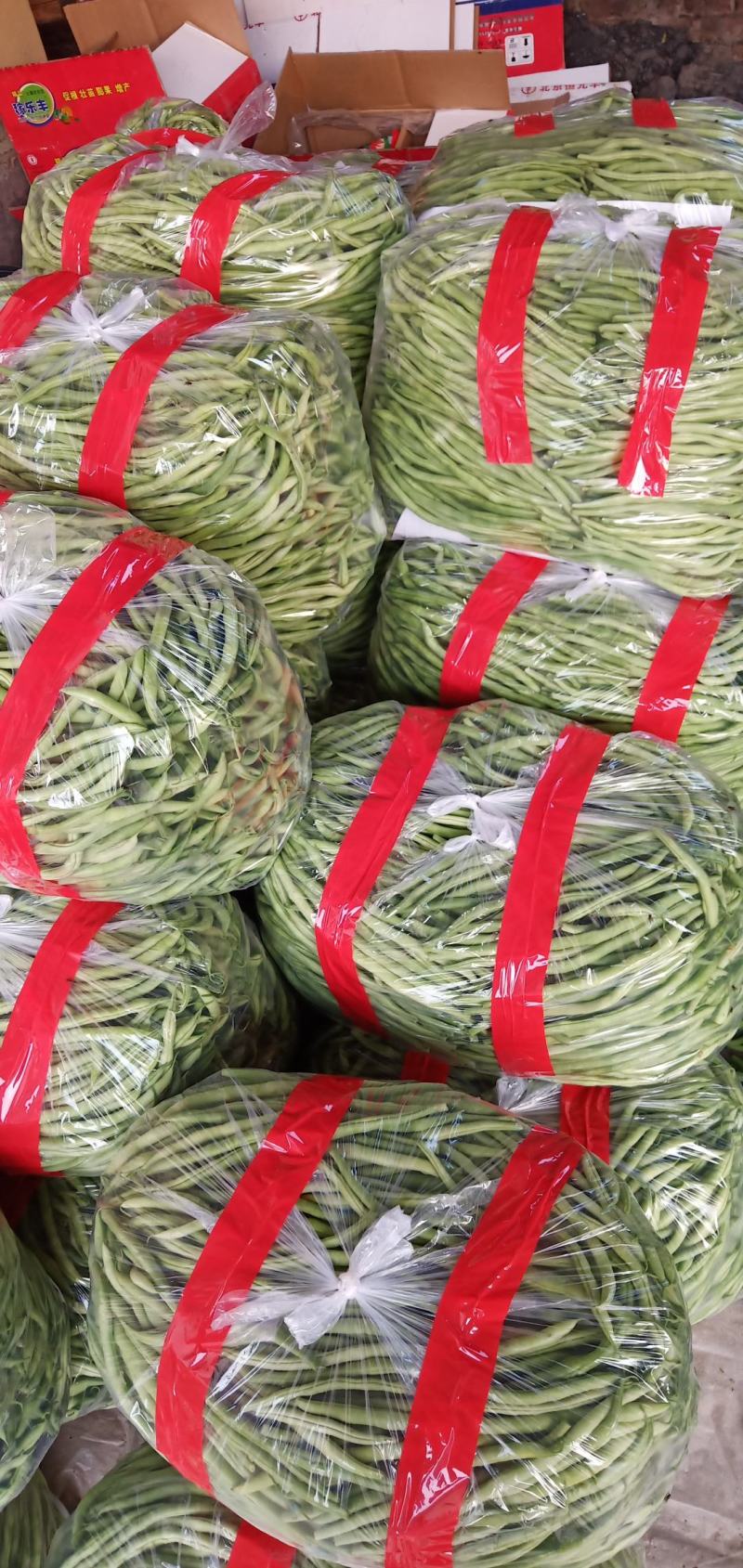 无丝豆芸豆白不老芸豆精品货源充足大量上市大量供货