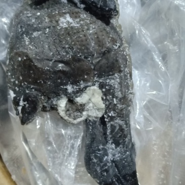 乌鸡纯干无水乌鸡冻品乌鸡