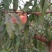 映霜红桃种植基地欢迎各界朋友来订购！真真正正种植户！