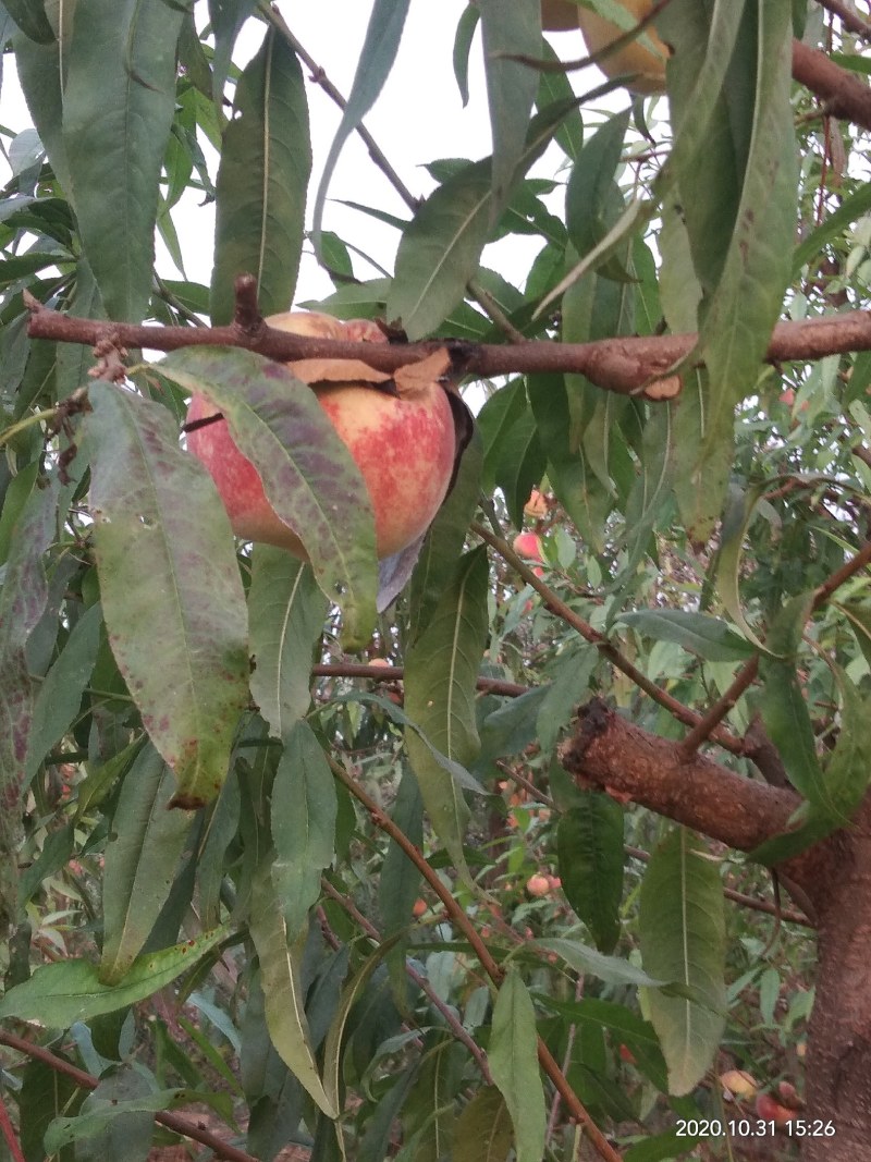 映霜红桃种植基地欢迎各界朋友来订购！真真正正种植户！