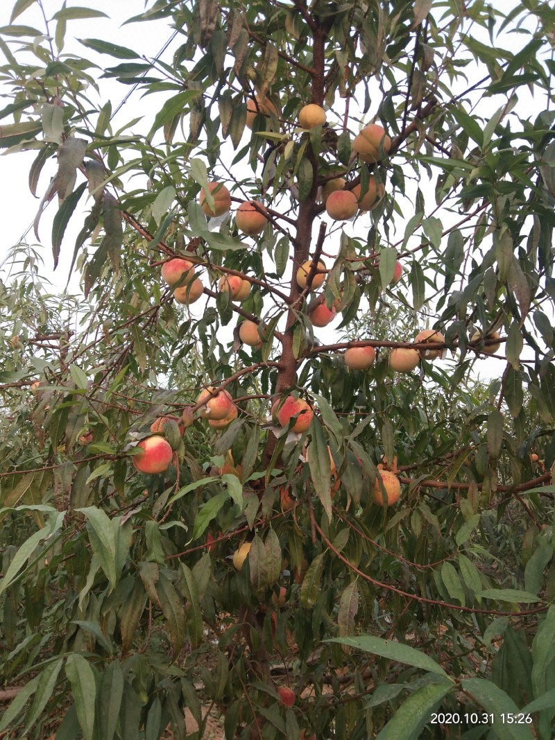 映霜红桃种植基地欢迎各界朋友来订购！真真正正种植户！