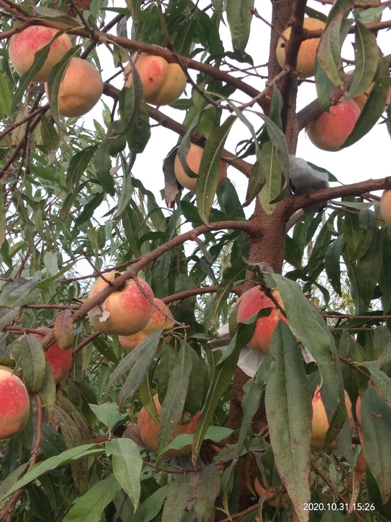 映霜红桃种植基地欢迎各界朋友来订购！真真正正种植户！
