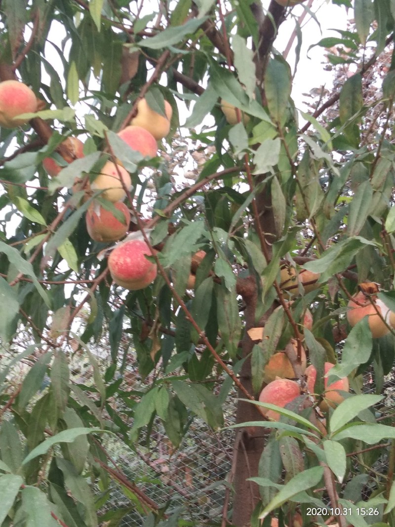 映霜红桃种植基地欢迎各界朋友来订购！真真正正种植户！