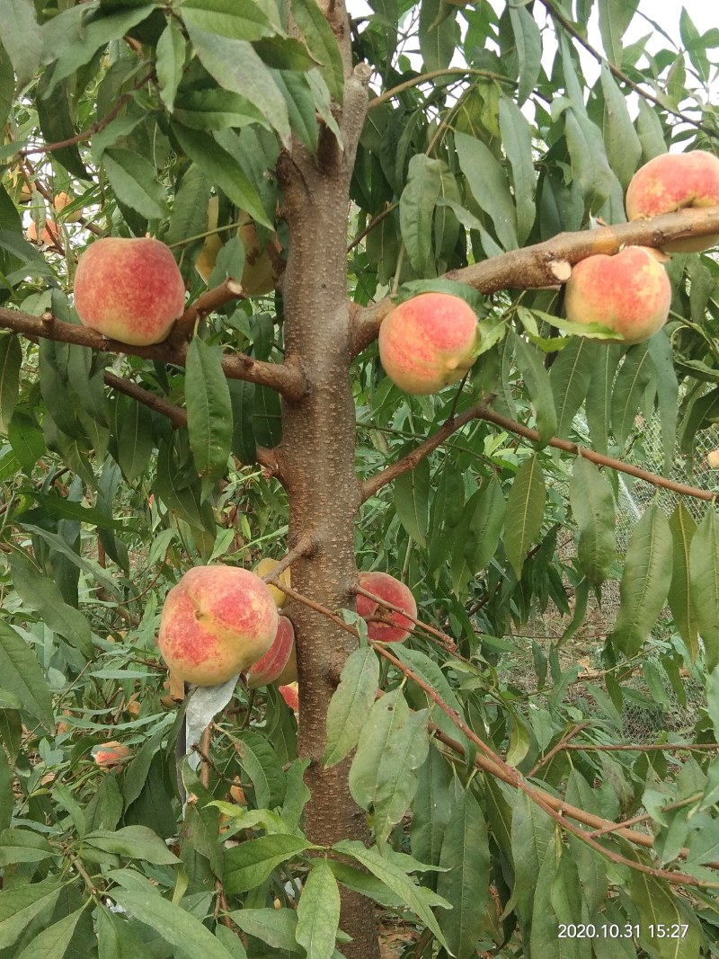 映霜红桃种植基地欢迎各界朋友来订购！真真正正种植户！