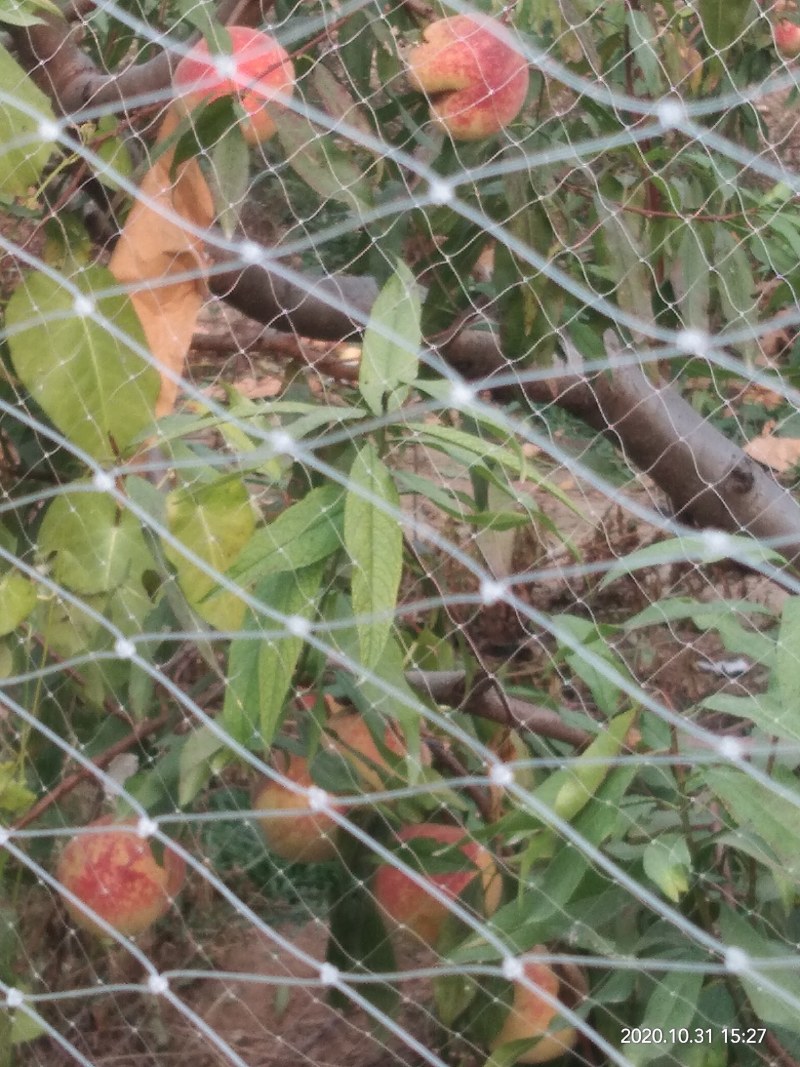 映霜红桃种植基地欢迎各界朋友来订购！真真正正种植户！