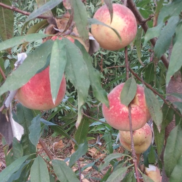 映霜红桃种植基地欢迎各界朋友来订购！真真正正种植户！