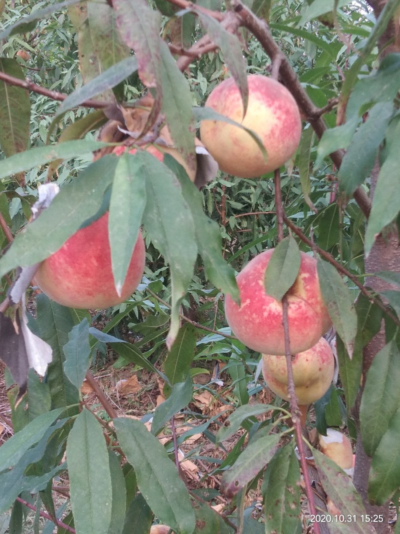映霜红桃种植基地欢迎各界朋友来订购！真真正正种植户！