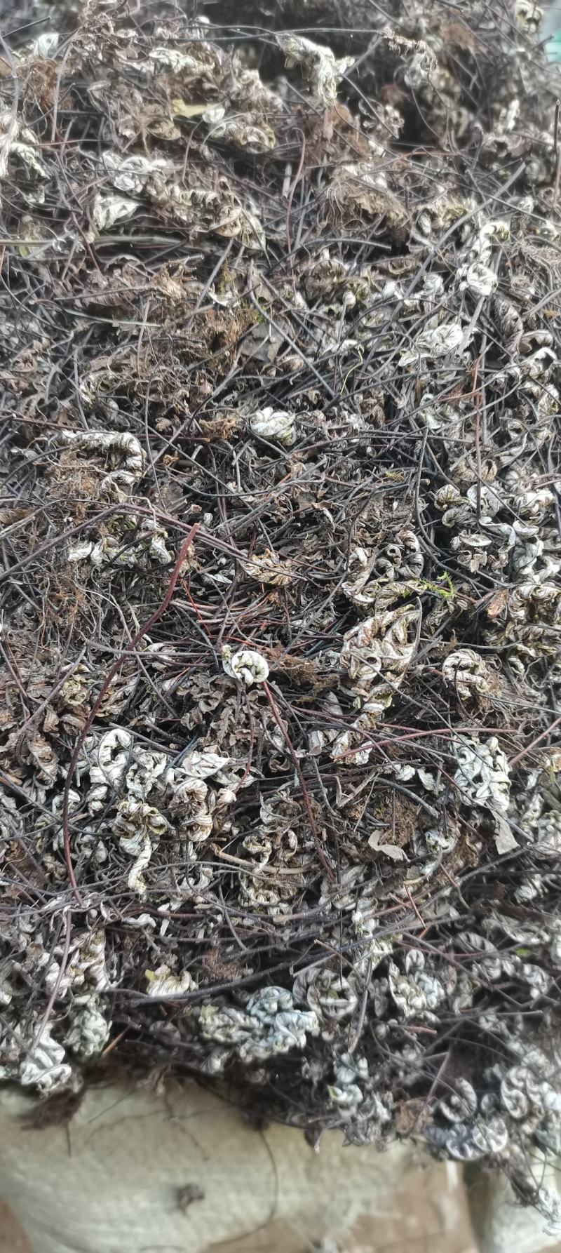 通经草分经草铜丝干净无杂草实物拍摄各种中药材