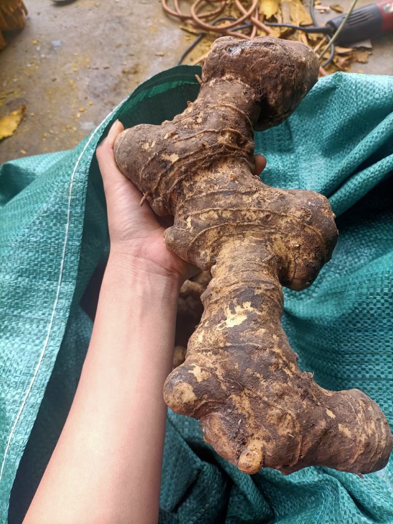 黄精，野生新鲜黄精，姜型倒苗黄精，去根须产地直销，