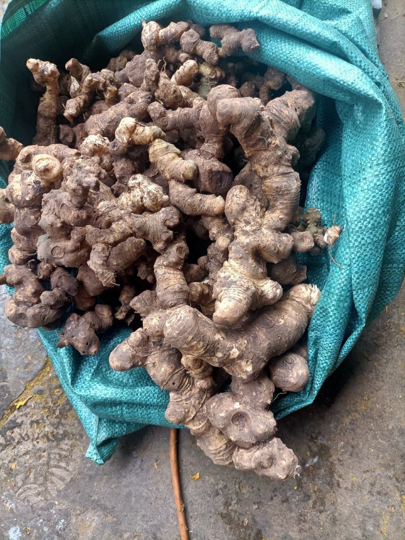 黄精，野生新鲜黄精，姜型倒苗黄精，去根须产地直销，