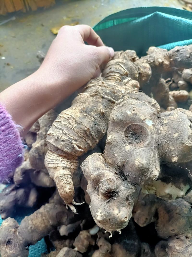 黄精，野生新鲜黄精，姜型倒苗黄精，去根须产地直销，