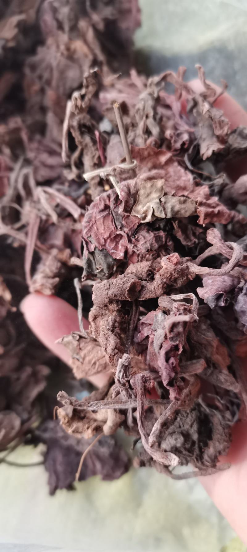 紫背天葵红天葵实物拍摄一公斤起批各种中药材批发