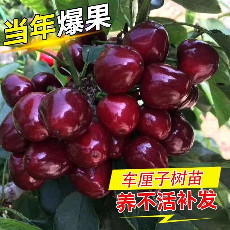 俄罗斯8号，车厘子，鲁樱3号，美早，早大果，美国一号，