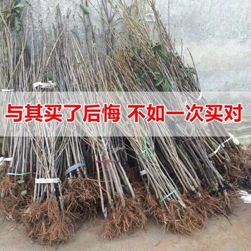 俄罗斯8号，车厘子，鲁樱3号，美早，早大果，美国一号，