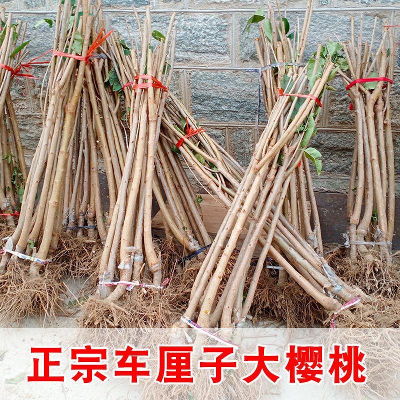 俄罗斯8号，车厘子，鲁樱3号，美早，早大果，美国一号，