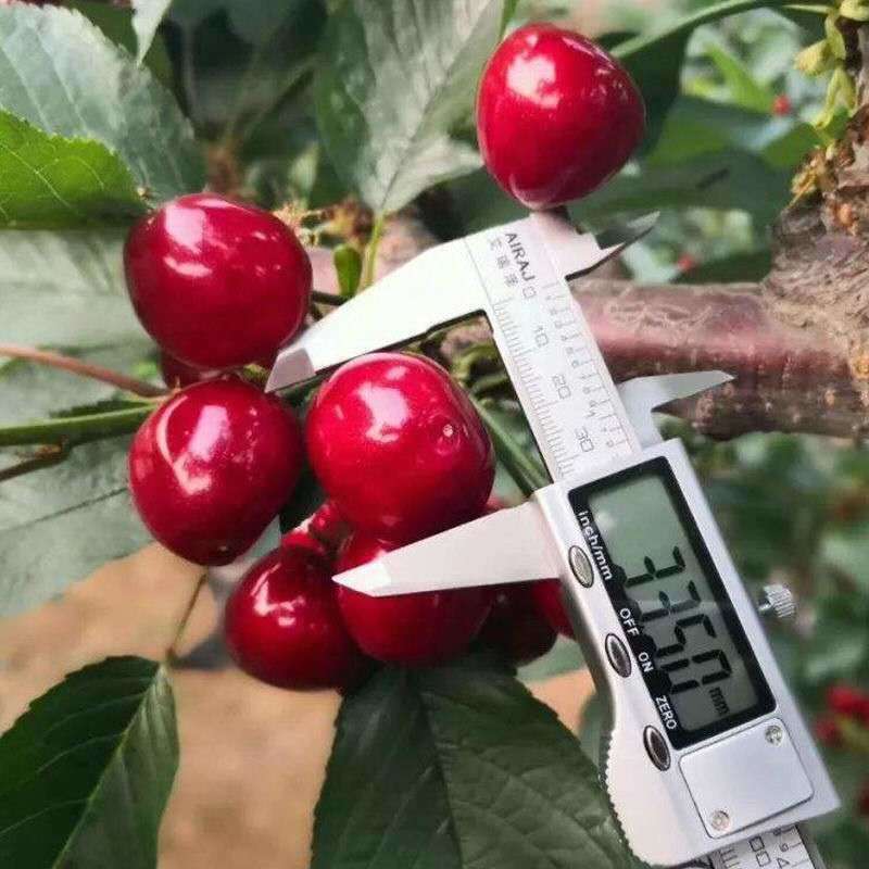 俄罗斯8号，车厘子，鲁樱3号，美早，早大果，美国一号，
