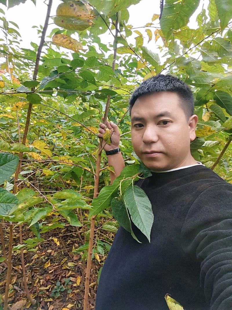 河津樱，樱花，高品质。
